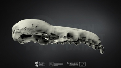 neomys fodiens eurasian water shrew - download free 3d model mammal institute pas poland mammalresearchinstitutepas b2aaca2 3d print model - Mito3D