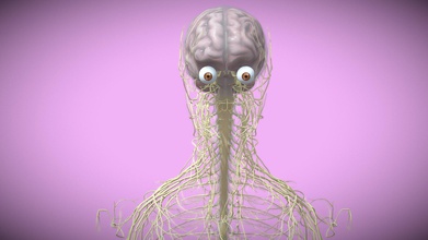 nervous system - buy royalty free 3d model novaky 63ca49d performed treat diseases conditions same include base colour 2k bump map hope you like thanks visit kindly check my channel more models following link https sketchfabcom 3d print model - Mito3D