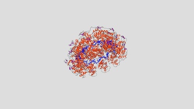 nucleocapsid-rna-komplexe rhabdovirus - download Kostenlose 3d-Modell cmenorsalvan 9cc52ae molekulare Struktur von komplexen zwischen genomischen rna-nucleocapsid protein vesicular stomatitis virus der Familie rhabdoviridae rna-dargestellt in blau basierend pdb 2gic 3d print model - Mito3D