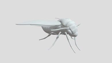 oleander hawk-moth wip-Modell - 3d-Modell virtualturtle f66f021 Suche Kritik zu meinem Exoskelett schwer erkennen, weil fuzz 3d print model - Mito3D