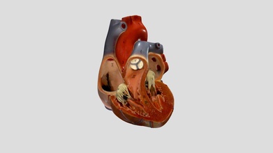 open heart - download free 3d model dr alex cheroske aquaman27 a362ea2 3d print model - Mito3D
