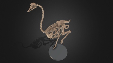 ostrich skeleton - buy royalty free 3d model jambul jambul3d 9394cd8 3d print model - Mito3D