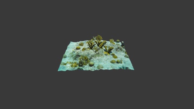 outplanted elkhorn colonie di corallo carl hill - modello 3d reef rinnovo bonaire reefrenewalbonaire 15fe4f1 questi 5 anni, coralli acropora palmata 2015 carl&rsquo s hill, cantieri restauro klein parte progetto fondazione 3d print model - Mito3D