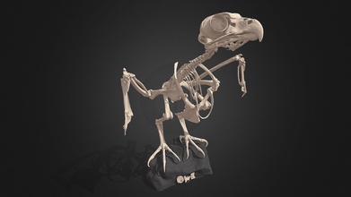 coruja esqueleto Comprar realeza livre 3d modelo jambul jambul3d 3a52538 3d print model - Mito3D