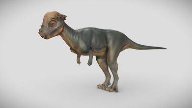 pachycéphalosaure acheter royalties libre 3d modèle animagamma 0b0811b 3d print model - Mito3D