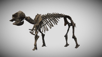paleoloxodon falconeri 3d modelo museo universitario di ciencias della terra bebé elefante 81ad0d1 3d print model - Mito3D