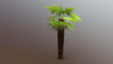 palm tree - buy royalty free 3d model nugarkovic 200fbb4 hello low poly chamaerops humilis made blender there two textures included one leaves trunk fur other 3d print model - Mito3D
