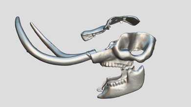 palmero mastodonte cráneo explotó 3d modelo virtual curacion laboratorio 8f31b32 3d print model - Mito3D
