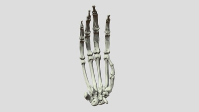Pfanne Höhlenbewohner Hand Knochen download frei 3d Modell Evans evomorph Labor Arevans f256a87 3d print model - Mito3D