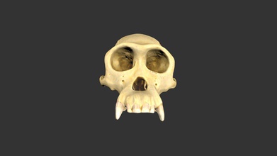 pan troglodytes modern 25011rp4-1 - 3d model rla archaeology rla-archaeology 1dd3785 location africa age material epoxy resin cast notes catalog no male chimpanzee cranium manufacturer unknown teaching collection research laboratories university north carolina chapel hill jordyn gray 3d print model - Mito3D