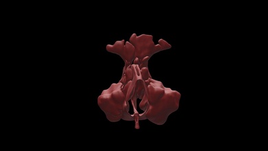 paranasale sinus acheter royalties libre 3d modèle Valchanov 4764471 anatomie tête os 3d print model - Mito3D