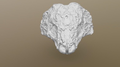 pareiasaur scutosauro karpinskii cranio Scarica gratuito 3d modello stazione servizio paleontologia 20ed93d 3d print model - Mito3D