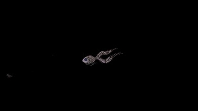 pesce rafael jonnier Scarica gratuito 3d modello geovanereis 06bf5f5 3d print model - Mito3D