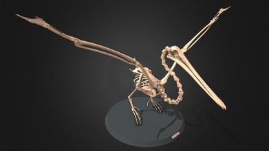 pelican skeleton - buy royalty free 3d model jambul jambul3d 0eeca45 3d print model - Mito3D