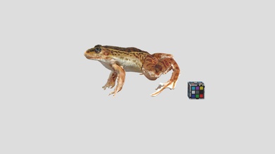 pelophylax nigromaculatus - 3d model ffishasia ec298d9 https page specimen&pid 51675 3d print model - Mito3D