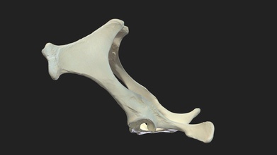 pelvic bones ossa coxarum donkey - download free 3d model vetanatmunich 898a743 3d print model - Mito3D