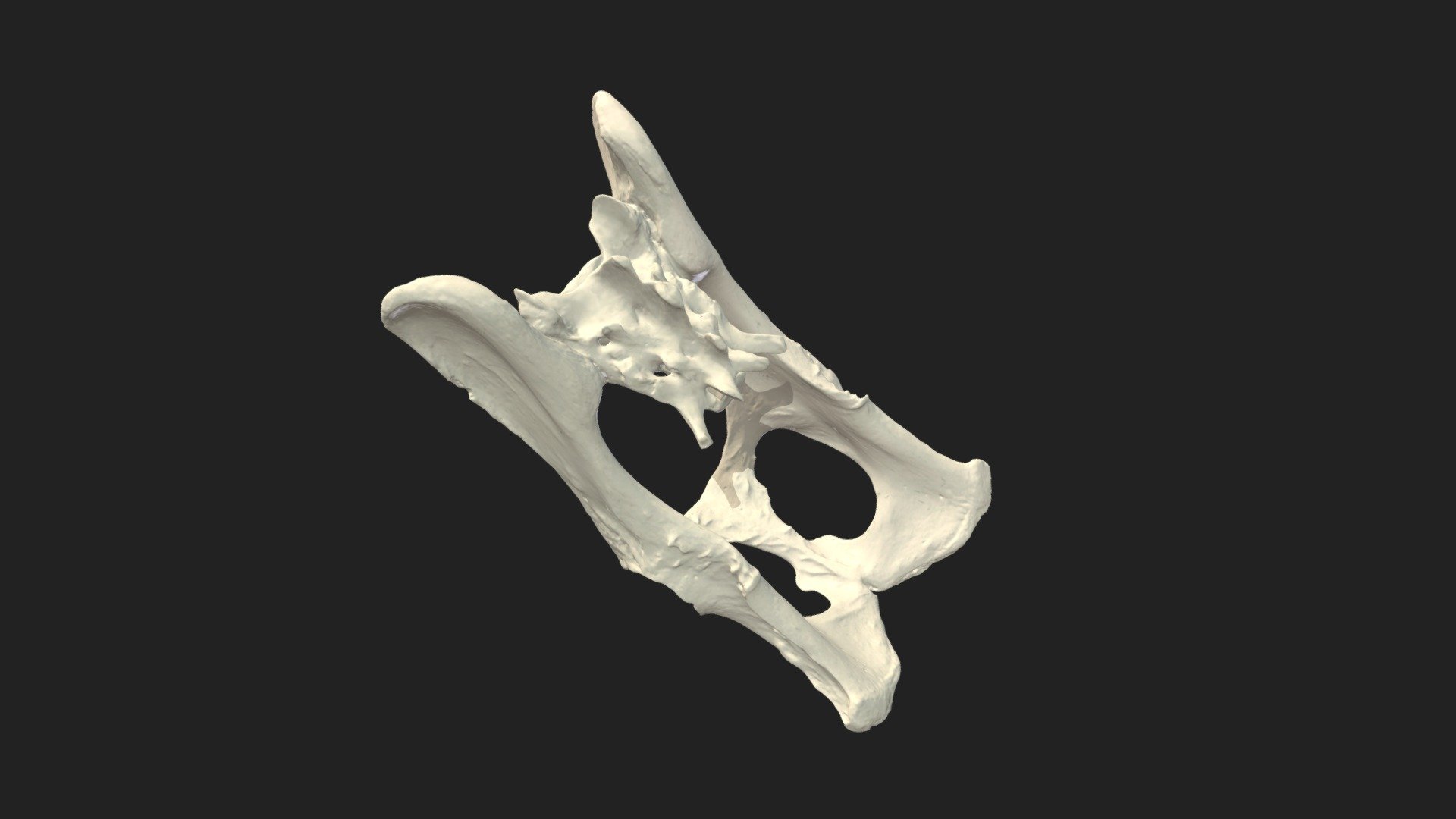 pelvis kemikleri kedi - 3d model vetanatmunich d2ca449 leğen kemiği ossa büyüklüğü numune 77 x 40 15 mm tarama yapılandırılmış ışık tarayıcı artec mikro Fakültesi veteriner frei universit t berlin sağlanan gerçekleştirilen sakrum os coxae 3D print model - Mito3D