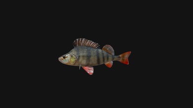 perch fish animated model - buy royalty free 3d eugeneost 8d5a77e 3d print model - Mito3D