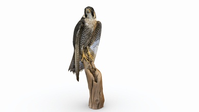 peregrine falcon - buy royalty free 3d model abby crawford abbyec f42f04d visit elkhorn slough national estuarine research reserve today kindly allowed take some photos they had display check out their website learn more work they&rsquo re doing created using 115 iphone 7 3d print model - Mito3D