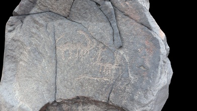 petroglyph v16 khatm al melaha kalba sharjah - download free 3d model global digital heritage globaldigitalheritage a056e3c nubian ibex left but perhaps gazelle another one right line underneath animals common element likely neolithic 5th-4th millennium bce fossati 2019 messages past rock art al-hajar mountains oman spectacular archaeological site coast sea near uae largest sites there also stone houses shell midden tombs other features date has having occupations least early holocene 19th century over 175 stones petroglyphs were documented close 400 motifs identified every glyph given id number gps coordinate total 25455 terrestrial photographs 5244 drone 44 videos 182 points + 1cm done single day all processed reality capture 3d print model - Mito3D