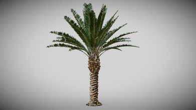 phoenix palm tree - t7 a22 buy royalty free 3d model emirage 9f75cd4 3d print model - Mito3D