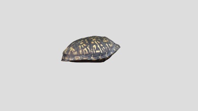 photogrammetry turtle shell - 3d model ldrosa 6992637 3d print model - Mito3D