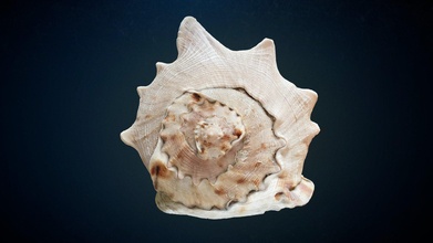 photoscanned - large conch sea shell download free 3d model todd mowen sulastudios c5c1093 3d print model - Mito3D