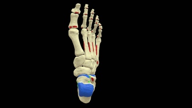 pied colore 3d modello prof serge furgone St jan univ libre Bruxelles sergevansintjan 51c9ab1 3d print model - Mito3D