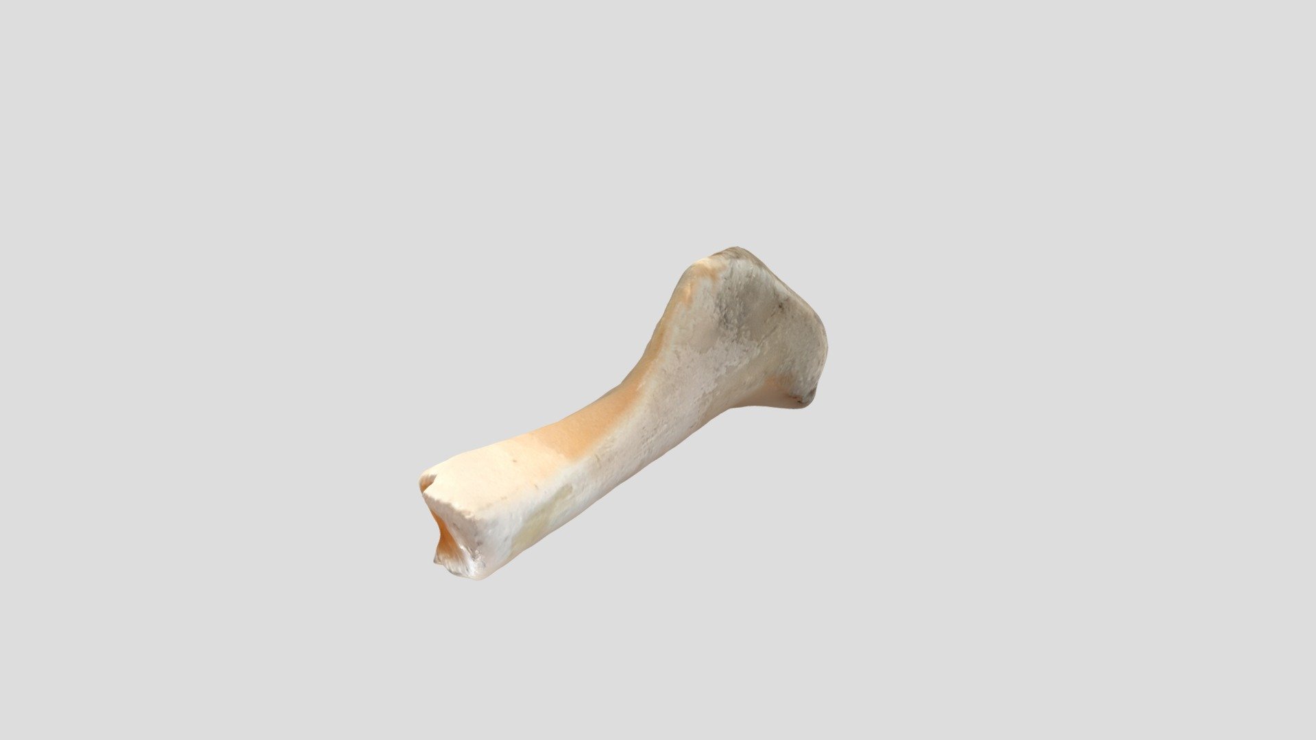 maiale osso - modello 3d alystervodka 6ba7eb0 di gamba 3D print model - Mito3D