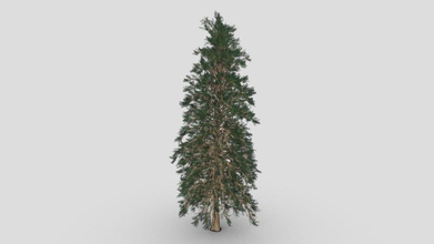 pine tree- s13 - download free 3d model asma greenkish2020 66be51b any conifer genus pinus family pinaceae sole subfamily pinoideae plant list compiled royal botanic gardens kew missouri botanical garden accepts 126 species names pines current together 35 unresolved many more synonyms 3d print model - Mito3D