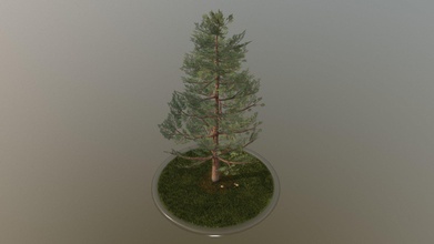 pine tree - 12 meter buy royalty free 3d model vis-all-3d vis-all bc630e5 plant terrain evergreen vegetation nature game-ready spruce blender-3d 3dhaupt software-service-john-gmbh low-poly 3d print model - Mito3D