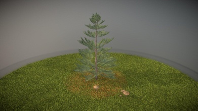 pine tree - 2 meter buy royalty free 3d model vis-all-3d vis-all trees green plant terrain evergreen vegetation nature needle game-ready spruce fir blender-3d conifer pine-tree 2-meter 3dhaupt software-service-john-gmbh low-poly 3d print model - Mito3D