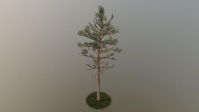 pine tree - 30 meter buy royalty free 3d model vis-all-3d vis-all d73b4de plant terrain evergreen vegetation nature needle game-ready spruce conifer 3dhaupt software-service-john-gmbh low-poly 3d print model - Mito3D