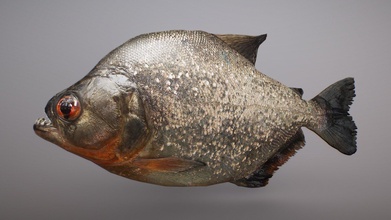 piranha fish - buy royalty free 3d model 3dee mellydeeis 4fe9595 3d print model - Mito3D
