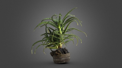 plante 3d modèle makovetkyi volodymyr pbr scans b81a913 3d print model - Mito3D