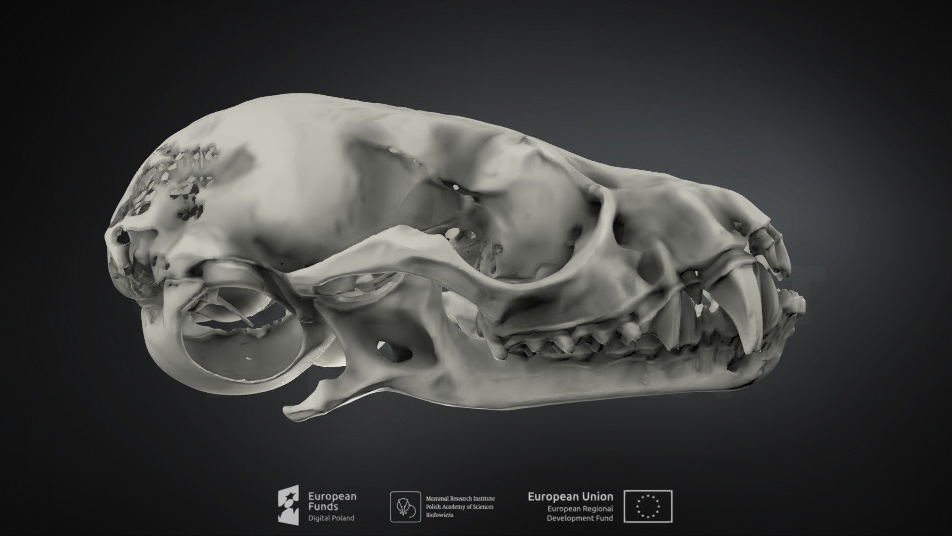 plecotus austriaco grigio long eared pipistrello Scarica gratuito 3d modello mammifero istituto non Polonia mammalresearchinstitutepas 7128f97 3D print model - Mito3D