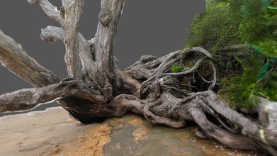 pohutukawa albero rosso spiaggia Scarica gratuito 3d modello nealie 2804c1d 3d print model - Mito3D