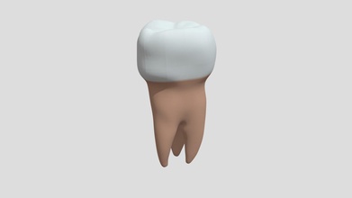poli dente 3d modelo zeno bilucaglia zeno3d 887ef57 3d print model - Mito3D