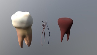 poli dente interno parti acquistare royalty gratuito 3d modello zeno bilucaglia zeno3d b96dc95 3d print model - Mito3D