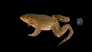 pond frog pelophylax nigromaculatus - download free 3d model ffishasia floraziacom ffishasia-and-florazia 8cfb74f 3d print model - Mito3D