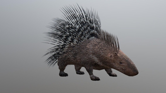 porcupine - buy royalty free 3d model 3dlowpoly animals fbx realistic nature lowpoly low poly animal gameready 3d print model - Mito3D