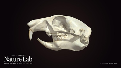 prateria cane cranio Scarica gratuito 3d modello risd natura laboratorio risdnaturelab c90abce 3d print model - Mito3D