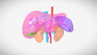 pre-op liver anatomy segment 6 7 resection - 3d model tvasurg 91b20c5 3d print model - Mito3D
