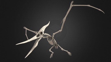 pteranodonte esqueleto Comprar realeza livre 3d modelo jambul jambul3d 0b5fb96 3d print model - Mito3D