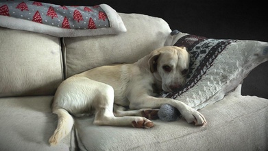 puppy asleep couch - download free 3d model mr trevor tjmartin97 c581604 3d print model - Mito3D