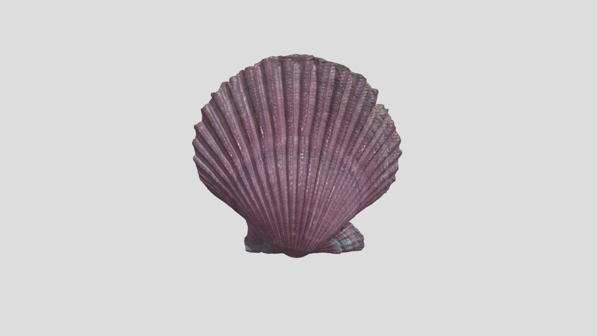 purple scallop - download free 3d model risd nature lab risdnaturelab a4310c1 f pectinidae serial number 11011a 3D print model - Mito3D