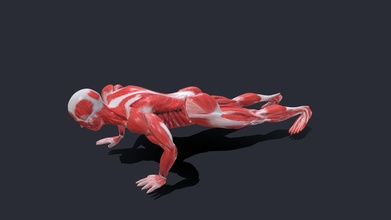 pousser animation anatomie Masculin muscle truqué acheter royalties libre 3d modèle flarar 9418135 3d print model - Mito3D