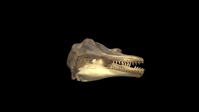 pigme katil balina kafatası 3d model Siyah yanık laboratuar ufherps dfaeef9 3d print model - Mito3D