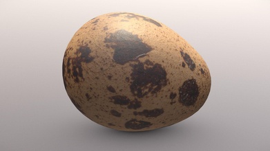 quail egg - buy royalty free 3d model flo flolu cba35bf 3d print model - Mito3D