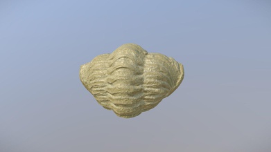 question 3f calymene meeki - 3d model systematic paleontology missouri s&t systematicpaleomst f6aa113 credit photogrammetry via fossils shropshire https sketchfabcom textures artist s own created edited developed 3d print model - Mito3D